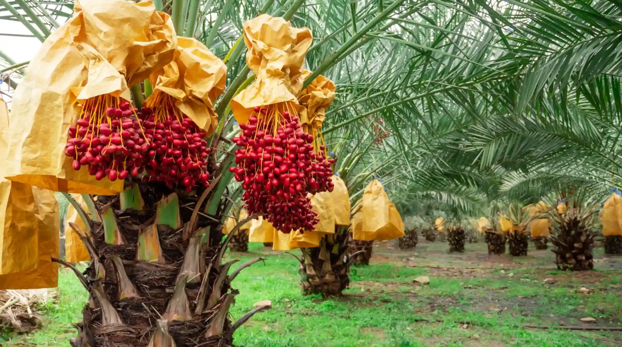 Arackal Plantations Lab