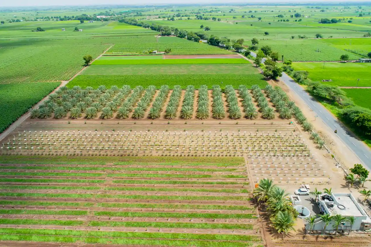Date Palm Research