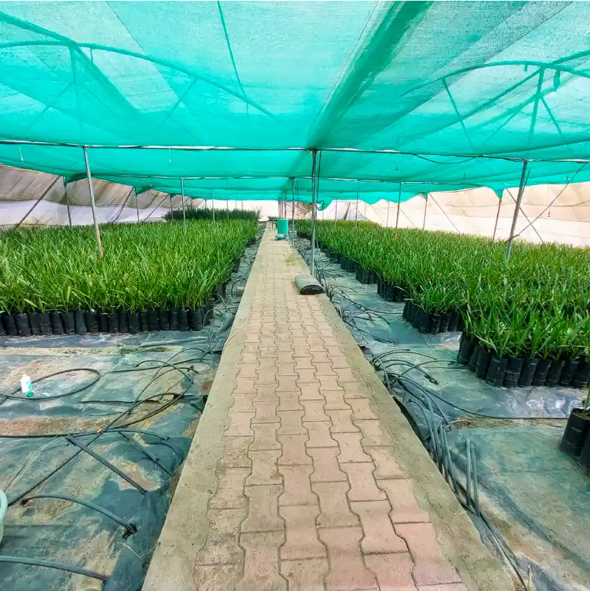 Arackal Plantations Team