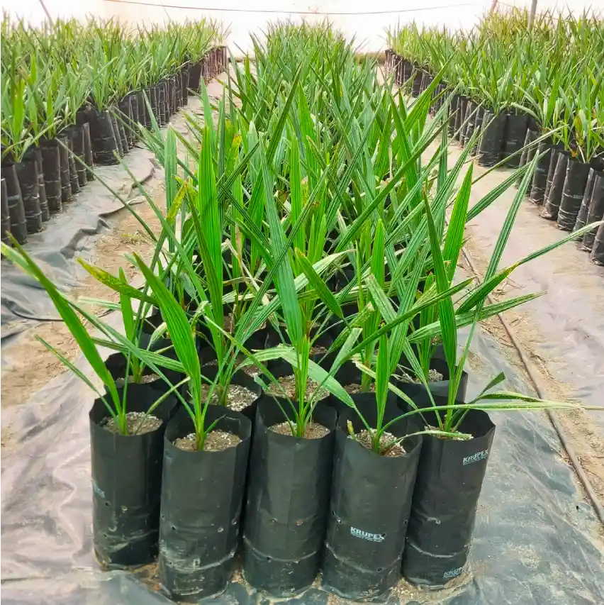 Arackal Plantations Lab