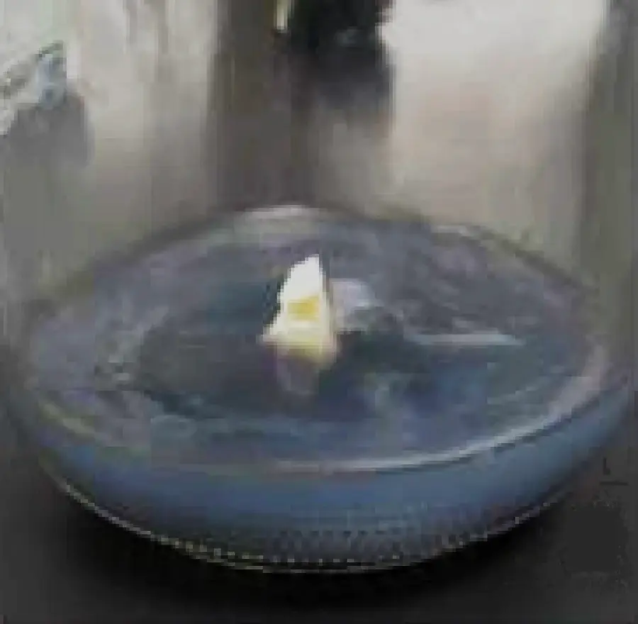 Stage One Explant Selection Image