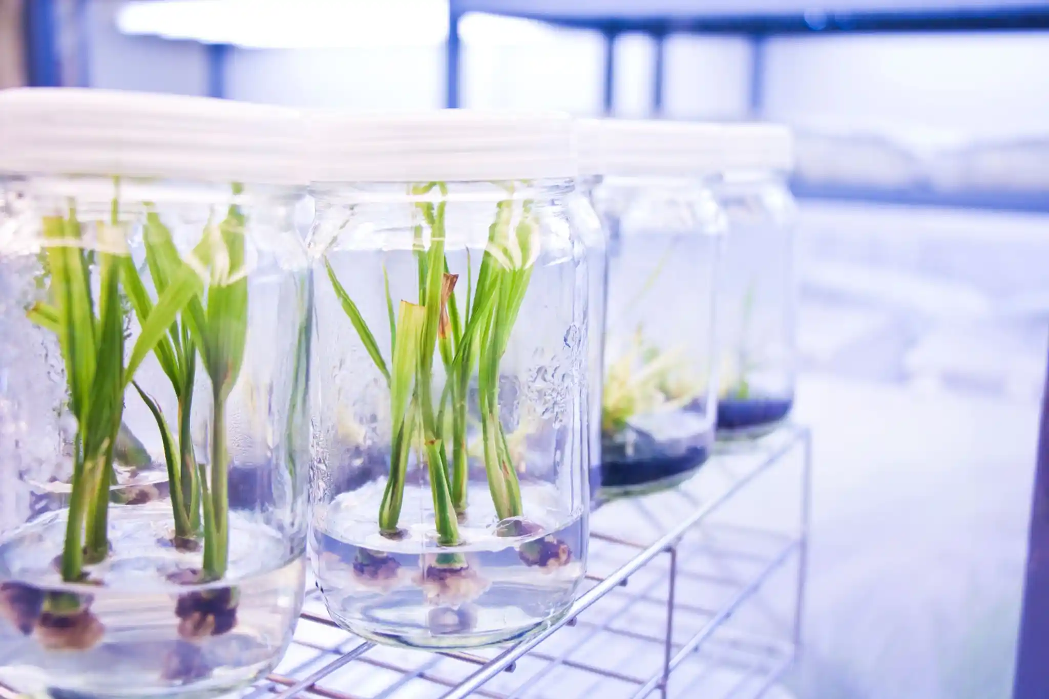 Stage Three Root Development Image
